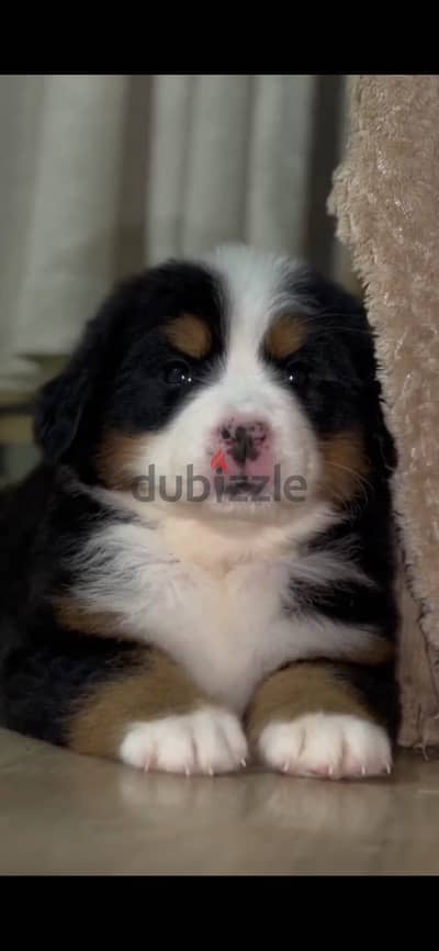 Bernese mountain puppy female from Russia