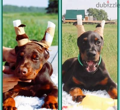 Doberman puppy female from Russia