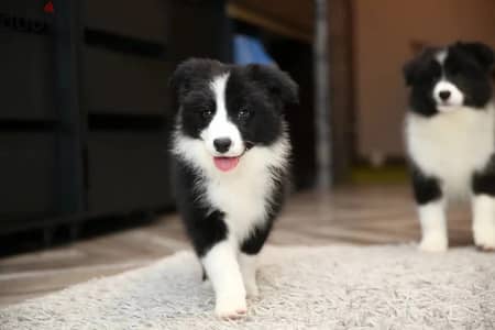 Border collie puppy female from Russia