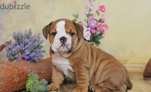 English bulldog puppy boy from