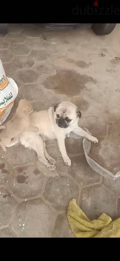 القاهره الجديده التجمع الاول