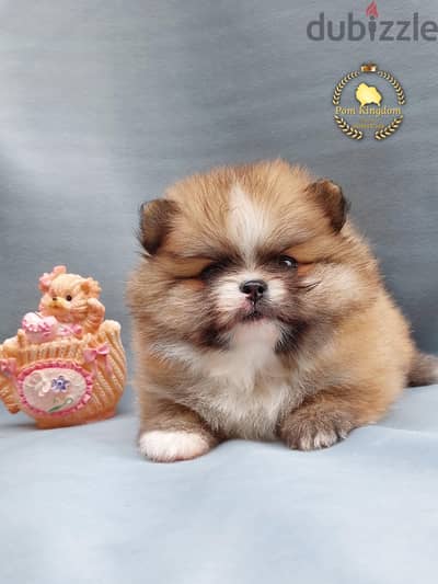 Fluffy Pomeranian teacup - بومرينيان