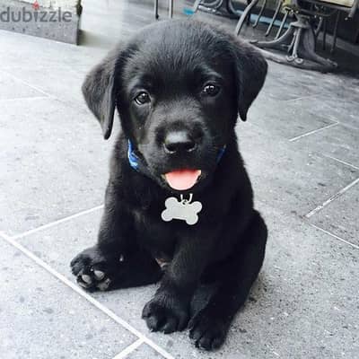 Labrador Black  puppies with top quality - لابرادور بلاك ريتريفر