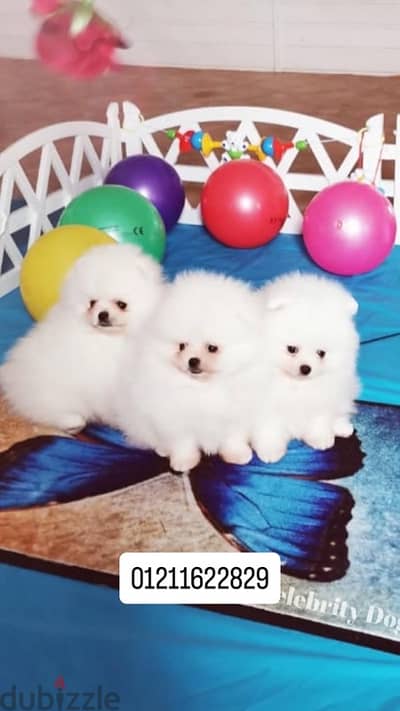 Pomeranian puppies top quality بومرينيان
