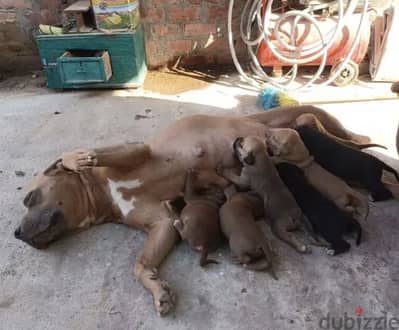 نتايه بتبول حامل فى 20يوم مرفق فيديوهات الجوازه بالتاريخح