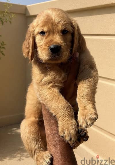 Golden retriever male جرو جولدن
