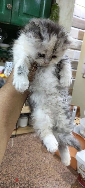 بنوتة شيرازي بيور