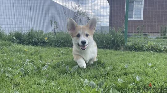 Corgi Puppy imported from Russia available