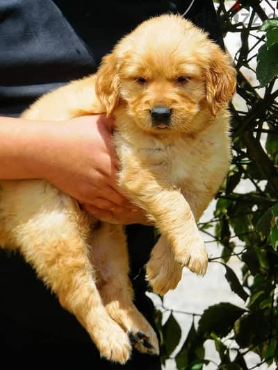 Best golden retriever puppies ever