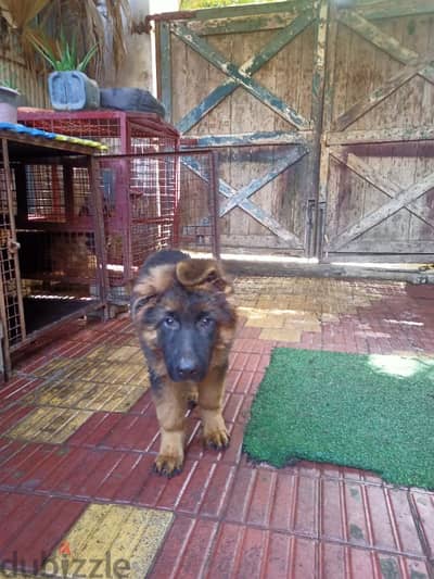 German shepherd puppy جرو جيرمان
