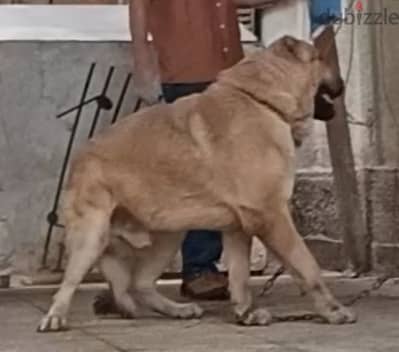 Kangal كنجال