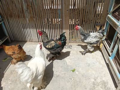 الاسكندرية سيدي بشر