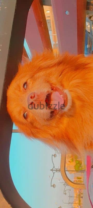 imported puppy baby dog for sale