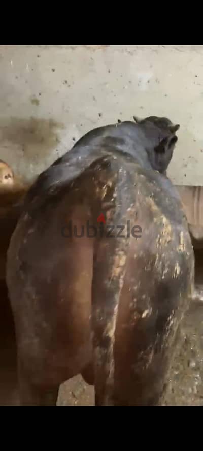 المرج القديمه شارع المحطه