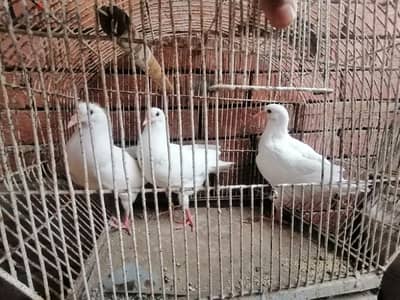 لاحم فرنساوى
