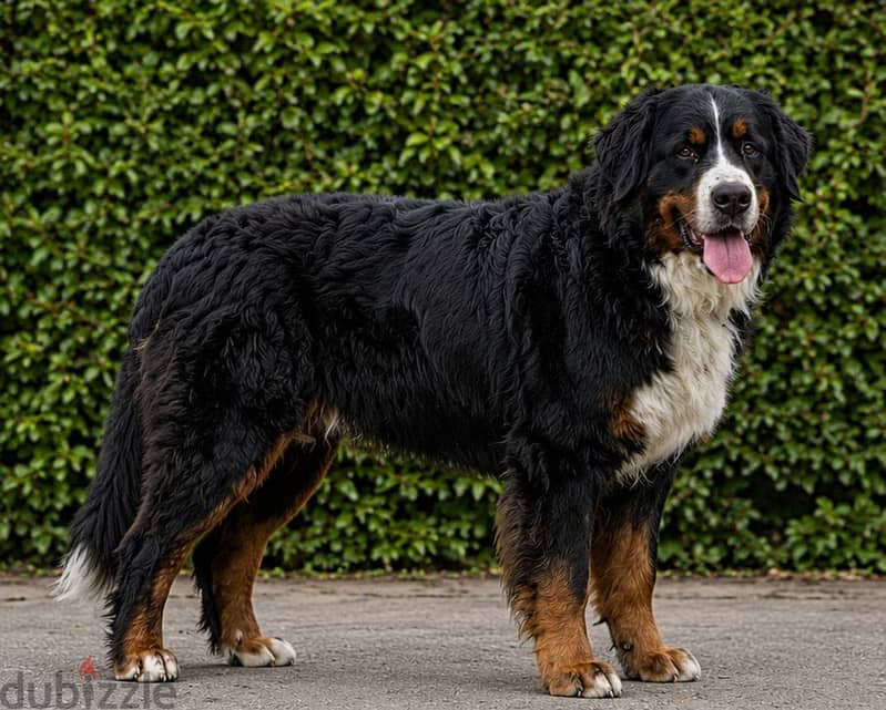 Premium Bernese 1