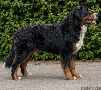 Premium Bernese 2