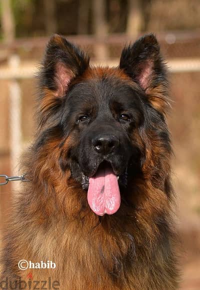 german shepherd puppy