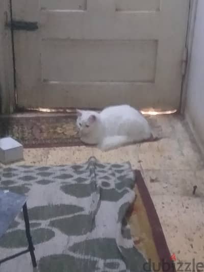 قط شيرازي هديه لحد يتبناه