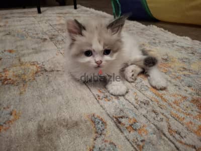 Ragdoll Kittens
