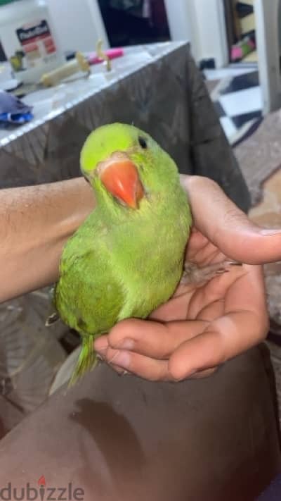 دره هندي