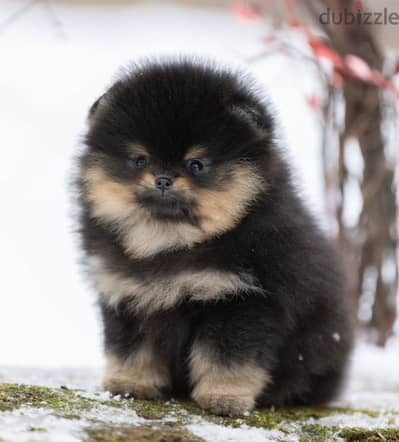 Pomeranian puppies imported from Russia