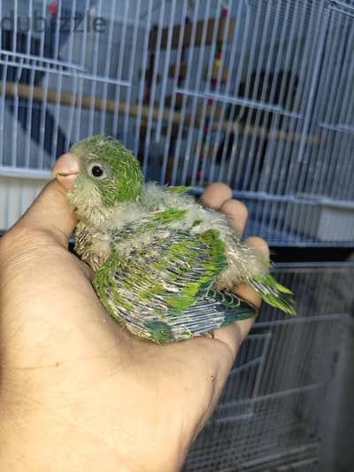 فرخ ببغاء كويكر جرين
