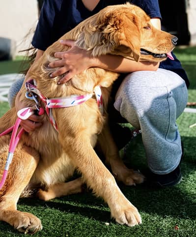 Female golden retriever