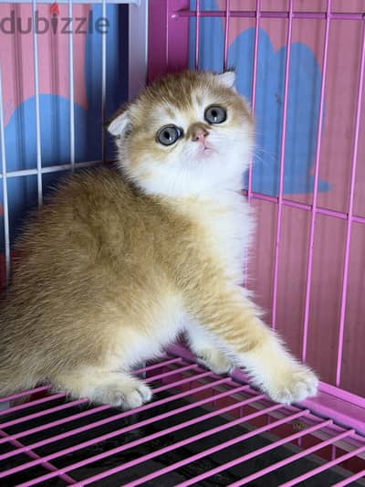 Scottish fold female أنثى سكوتش فولد