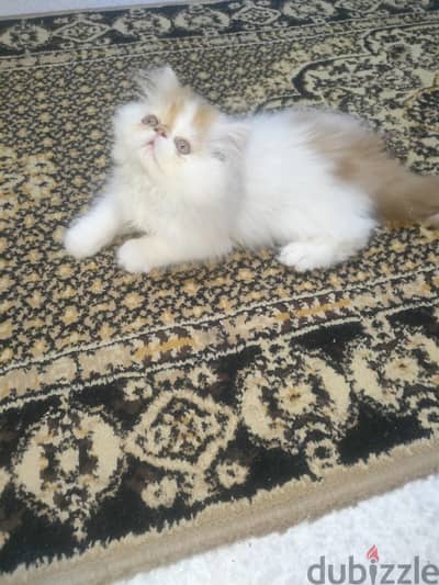 ذكر فإن ريد شهرين