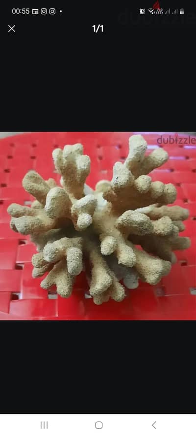 شعبه مرجانية طبيعية