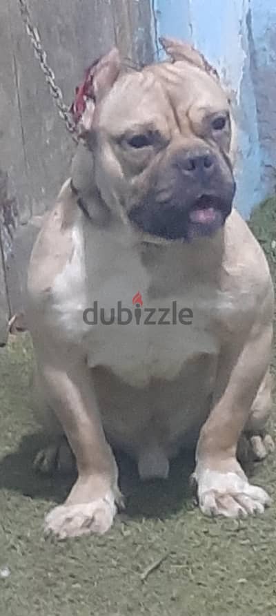 American bully puppies