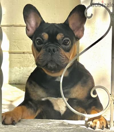 French Bulldog