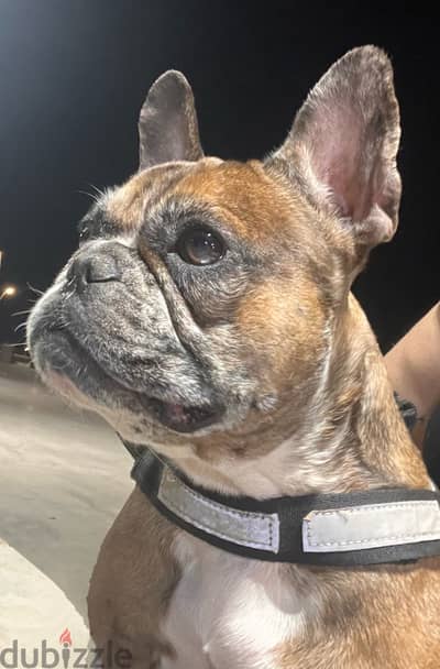 Beautiful kind dog