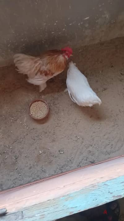 الجبل الاصفر