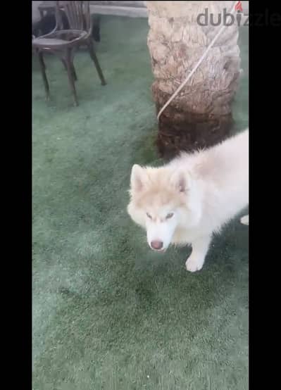 Husky 4 month