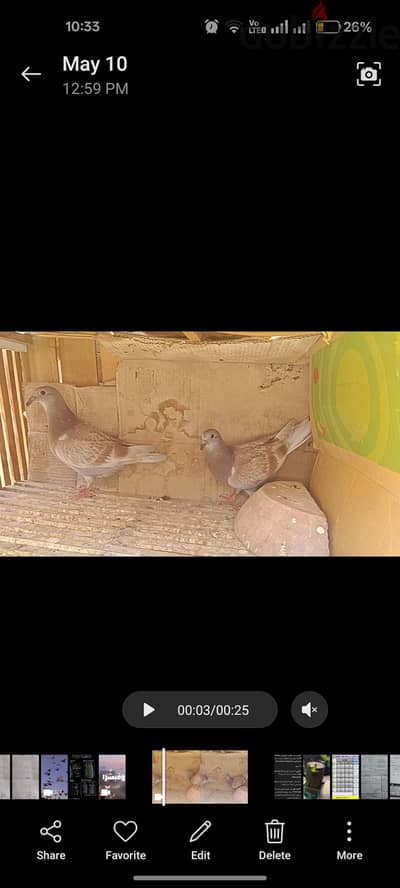 10زغاليل نش معتمدين