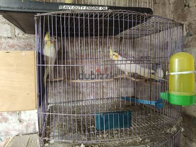 كوكتيل لاتينى اول  شغل عين حمرا