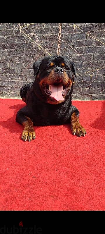 Male rottweiler دكر روت وايلر