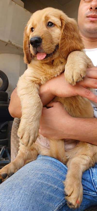Chinese golden retriever puppy