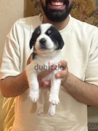 4 Hybrid dogs (Cocker Spaniel × Husky) for sale 