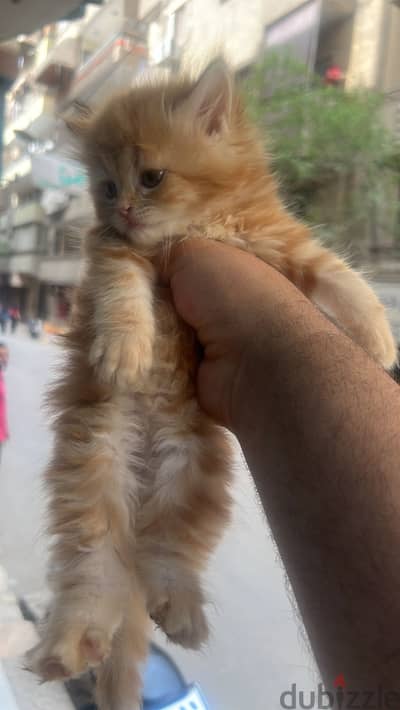 بنوته  هاف بيكي