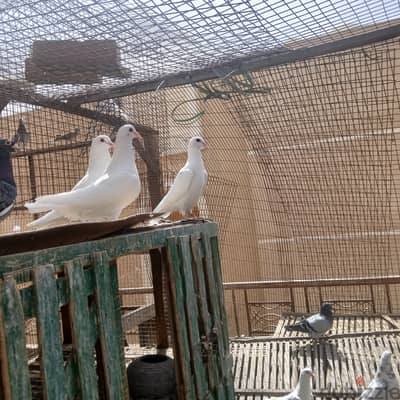 زغلولين لاحم فرنساوي