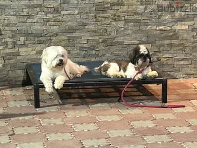 Zaghloul lovely fun dog for adoption Shi Tzu زغلول كلب شي تزو للتبنى