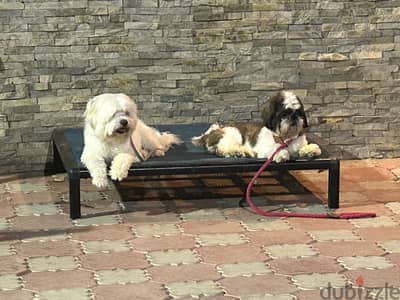 Leo intelligent dog for adoption. ليو كلب ذكى للتبنى محتاج حب و رعاية