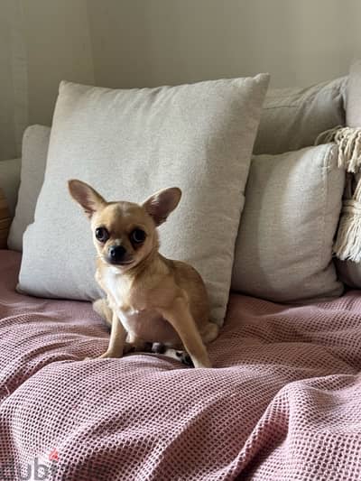 Chihuahua for sale