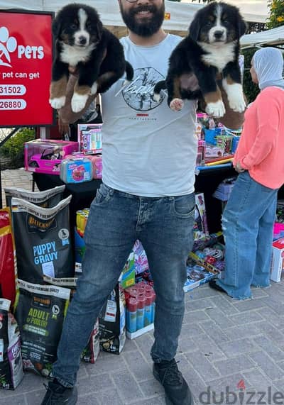 bernese mountain puppies