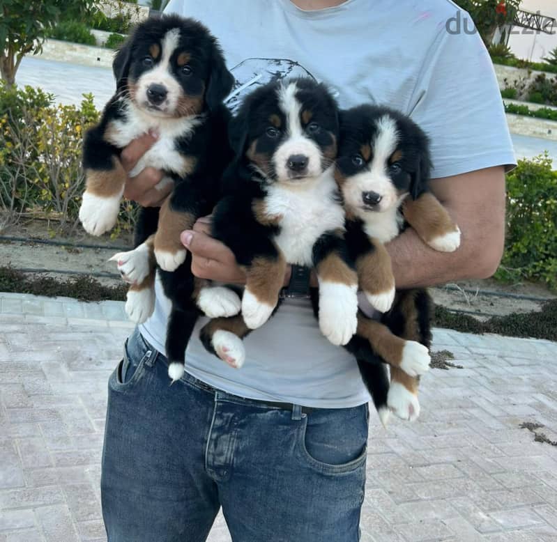 bernese mountain puppies 1
