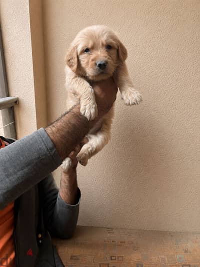 Golden retriever جولدن