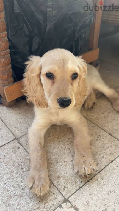 cocker spaniel puppy for sale كلب كوكر ٢ شهور للبيع